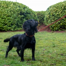 Heritage Leather Lead Oxblood 100cm x 19mm | 50kg