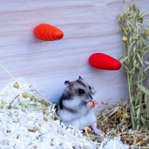 Gnaw Carrot - Small 2pcs