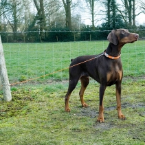 Tie Out Cable Small 2.3m X3mm