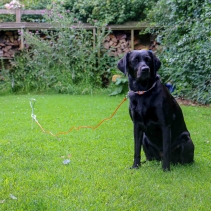 Tie Out Cable Small 2.3m X3mm