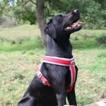 Viva Padded Harness Red M 41-53cm