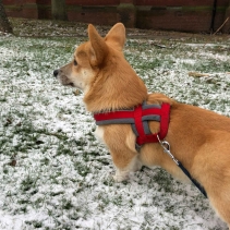 Viva Padded Harness Red M 41-53cm