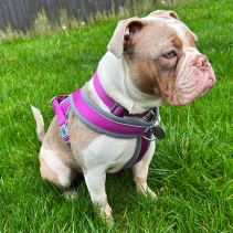 Viva Padded Harness Purple L 52-71cm