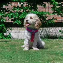 Viva Padded Harness Pink XL 70-98cm