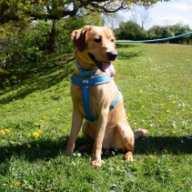 Viva Padded Harness Blue XXL 97-130cm