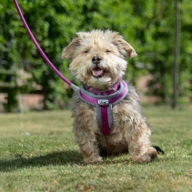 Viva Padded Harness Purple XXL 97-130cm