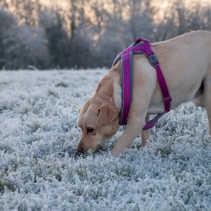 Viva Padded Harness Purple XXL 97-130cm