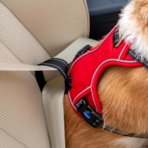Viva Exercise & Travel Harness Red XL 80-120cm
