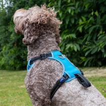 Viva Exercise & Travel Harness Red XL 80-120cm
