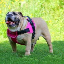 Extreme Harness Pink L