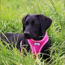 Viva Comfort Dog Harness Pink S 34-45cm