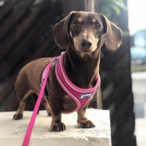 Viva Comfort Dog Harness Pink S 34-45cm