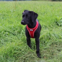 Viva Comfort Dog Harness Red M 44-57cm