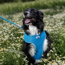 Viva Comfort Dog Harness Blue M 44-57cm