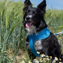 Viva Comfort Dog Harness Blue M 44-57cm