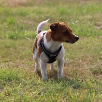 Viva Comfort Dog Harness Black L 53-74cm