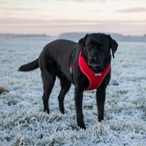 Viva Comfort Dog Harness Red L 53-74cm