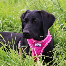 Viva Comfort Dog Harness Pink L 53-74cm