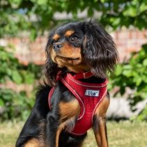 Viva Step-in Harness XL Red 60-67cm