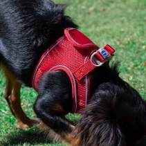 Viva Step-in Harness XL Red 60-67cm
