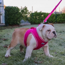 Viva Step-in Harness Pink S 35-42cm