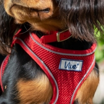 Viva Step-in Harness S/M Red 41-47cm