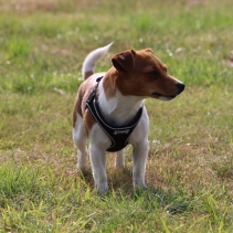 Viva Step-in Harness M Black 46-54cm