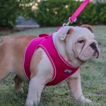 Viva Step-in Harness Pink M 46-54cm