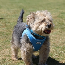 Viva Step-in Harness Blue M 46-54cm