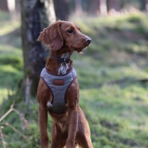 Heritage Herringbone Step In Harness S