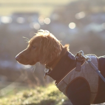 Heritage Herringbone Step In Harness L
