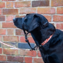 Nylon Training Halter M Sz 3-4