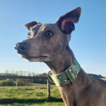 Soho Bee Martingale Collar - Small