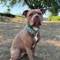 Soho Bee Martingale Collar - Small