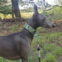 Soho Bee Martingale Collar - Small