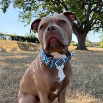 Soho Aztec Martingale Collar - Small