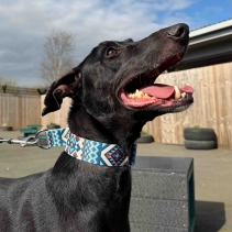Soho Aztec Martingale Collar - Small