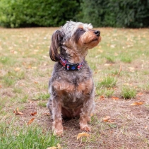 Soho Union Jack Collar S 20-30cm