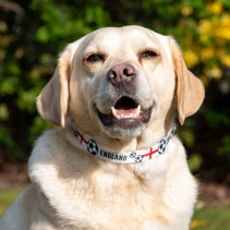 England Football Collar S 20-30cm