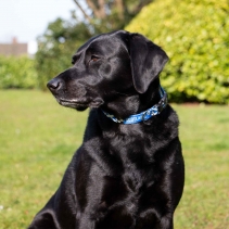 Scotland Football Collar S 20-30cm