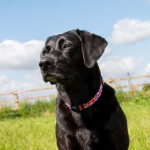 Soho Union Jack Collar M 30-50cm