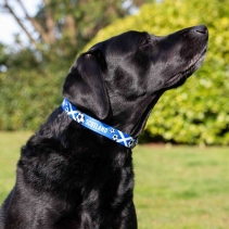 Scotland Football Collar M 30-50cm
