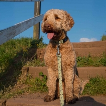 Soho Bee Collar S 20-30cm