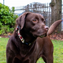 Soho Ladybird Collar S 20-30cm