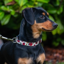 Soho Ladybird Collar S 20-30cm