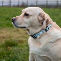 Soho Counting Sheep&nbsp;Collar S 20-30cm