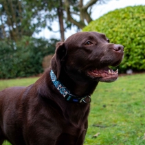 Soho Aztec Collar S 20-30cm