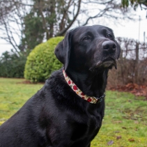 Soho Ladybird Collar M 30-50cm