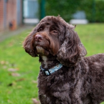 Soho Counting Sheep&nbsp;Collar M 30-50cm