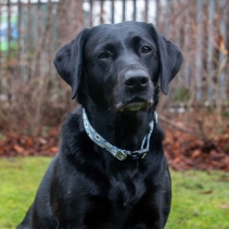 Soho Counting Sheep&nbsp;Collar M 30-50cm